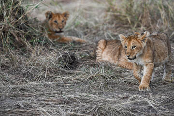 Löwen im Amboseli und Masai Mara Nationalpark