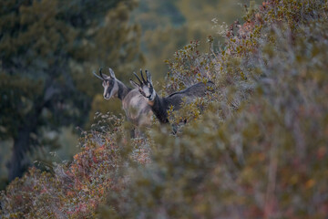 A young chamois with its mother near the aletsch glacier.