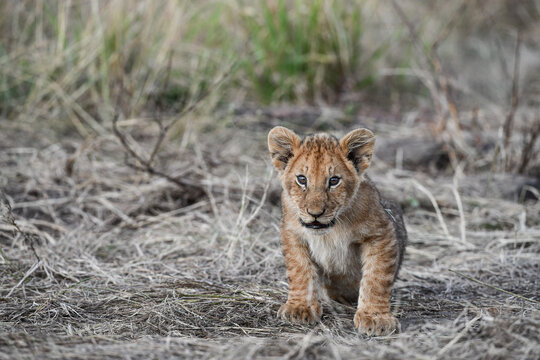 L&ouml;wen im Amboseli und Masai Mara Nationalpark