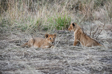 Plakat Löwen im Amboseli und Masai Mara Nationalpark