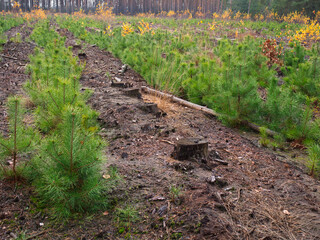 planting a new forest. rows of young pines among old stumps. 2022. nature conservation young forest - 542692751
