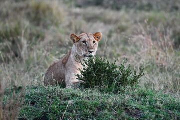 Löwen im Amboseli und Masai Mara Nationalpark