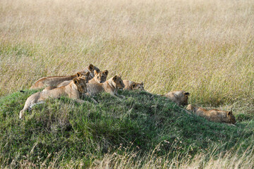 Löwen im Amboseli und Masai Mara Nationalpark