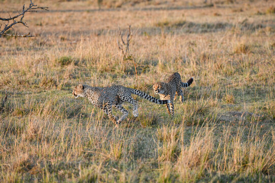 Gepardn im Masai Mara Nationalpark