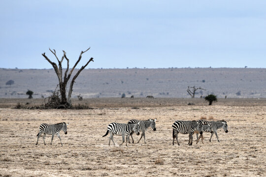 Zebras  im Amboseli und Masai Mara Nationalpark