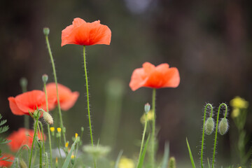 Poppy flowers in the garden. Beautiful tall red flowers on a brown background growing in the grass.