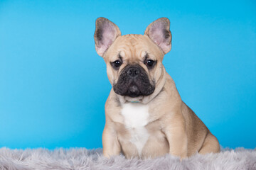 dog breed french bulldog