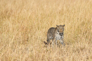 Fototapeta na wymiar Leopard im Masai Mara Nationalpark