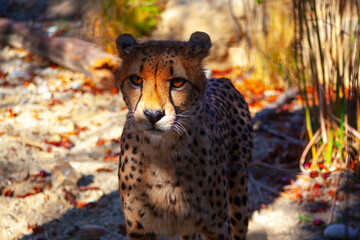 Cheetah cat native to Africa .  Acinonyx jubatus . Wild animal portrait 