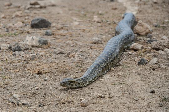 Felsenpython im Amboseli Nationalpark