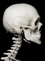 medical illustration