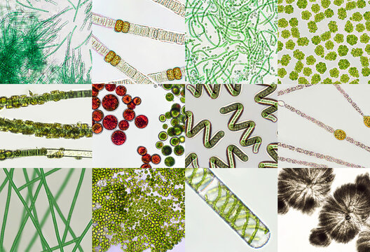 Photosynthesis Algae Images – Browse 3,550 Stock Photos, Vectors, and
