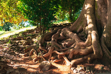 Fototapeta premium A dreamlike picture of the roots of a huge ancient tree mixed up with each other and a path winding in an arc and going into the distance among the greenery