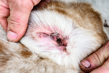 Dog with dirty infected ear.