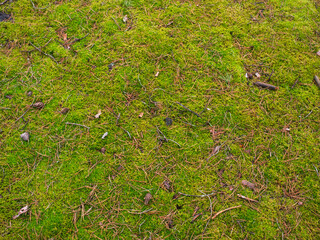 soft fluffy moss in a pine forest in autumn