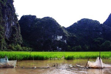 Green rice field along the Ngo Dong River at Tom Coc in Ninh Binh - Vietnam