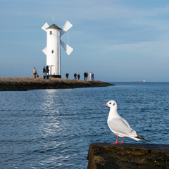 Gull bird resting on breakwater with blured old windmill lighthouse a port in Poland on the Baltic Sea