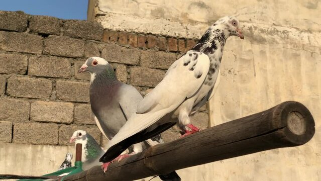 Obrázky Piegon procházejte fotografie, vektory a videa 264 Adobe Stock