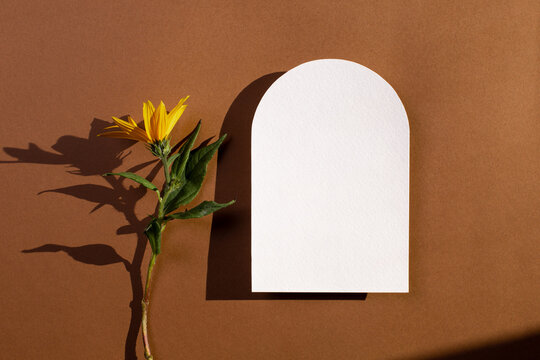 Modern minimal design. Business card arch shape in vintage style. Modern abstract white card with yellow flower with hard shadow .