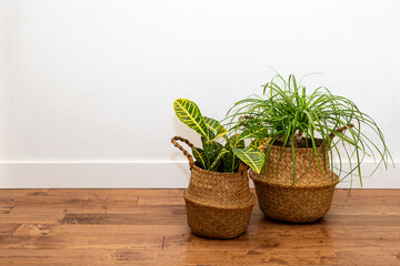 Ponytail Palm and Croton plant in the basket planter against the white wall