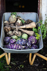 parsnips  kohlrabi celery in a dray in autumn field