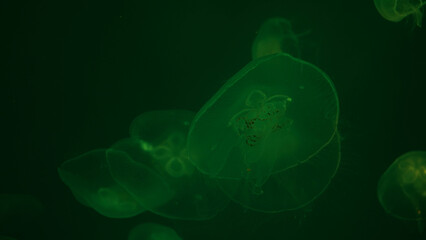 Jellyfish illuminated in green on a green background. Relax concept. Undersea world