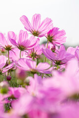 Pink cosmos flowers in the outdoor garden with white sky background