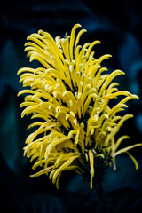 yellow flower on black background