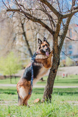 Obraz na płótnie Canvas Portrait of a German shepherd dog. Dog outdoor. Purebred dog. 