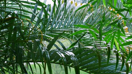 Tropical rain pours on palm leaves. Rainy season in tropics with showers and thunderstorms raining shower in dense forest, close-up of rainfall in jungle. Nature Rainy Season Background Calm Relaxing