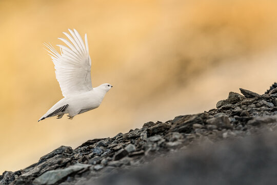 Flying Into The Dawn, Fine Art Portrait Of  Rock Ptarmigan Male (Lagopus Muta)