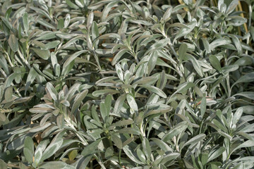 Closeup view of silver green foliage of convolvulus cneorum aka silverbush or shrubby bindweed outdoors in sunlight