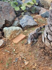 Iguana on the rocks