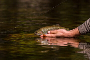 fly fisherman catching a rainbow trout