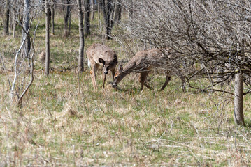 Deer In Their Winter Coats Feeding Along The Fox River Trail In Spring Near De Pere, Wisconsin