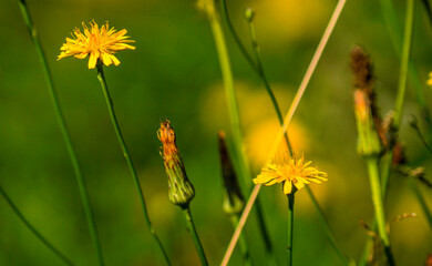 Meadow with lots of colorful flowers