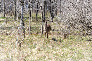 Deer In Their Winter Coats Feeding Along The Fox River Trail In Spring Near De Pere, Wisconsin