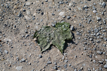 Leaves of deciduous trees