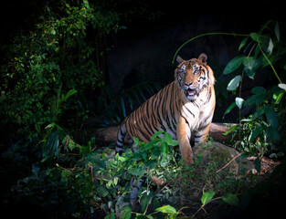 Fototapeta na wymiar A tiger standing on a rock in the forest
