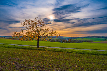 A single free-standing deciduous tree in the Taunus/Germany in autumn in the late afternoon