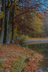 Autumn forest landscape with colorful leaves by the lake