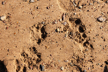 sand on the beach with footprints for background