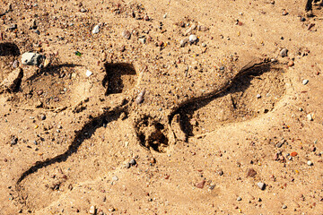 sand on the beach with footprints for background