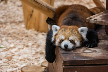 お昼寝中のレッサーパンダ