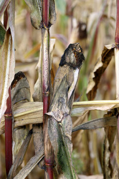 Corn plants in autum, black sooty mold coating covering the leaves grown on honeydew produced by aphids feeding on these plants.