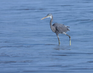 Bird closeup. Bird at sea. Egret standing in the ocean water. Bird background wallpaper. Amazing natural beautiful background. Aqua bird. Heron at sea. Wetland bird. Grey bird. Ocean water surface.