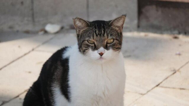Cute street fat cat relaxing and sleeping in Istanbul, Turkey. Kitty Animal portrait. 
