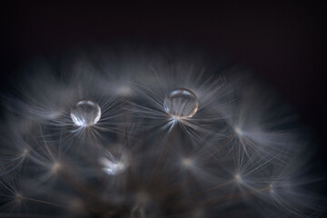 Dandelion and water droplets