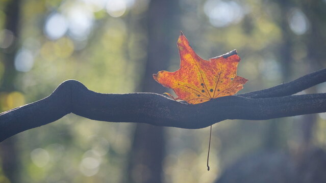 Ein Blatt von Spitzahorn (Acer platanoides) in Herbstfarben hängt an einem dunklen Ast umgeben von unscharfen Hintergrund mit Bokeh.