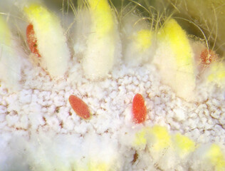 Seychelles scale, Icerya seychellarum (Hemiptera: Monophlebidae) with eggs of Ladybug (ladybird), Rodolia cardinalis (Coleoptera: Coccinellidae) or Vedalia beetle. Biological control concept 